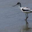 Avocette élégante